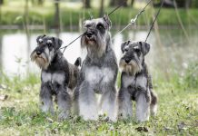 Schnauzerek törpe schnauzer