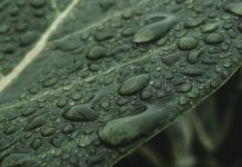 Az esővízgyűjtés – miért érdemes belevágni?