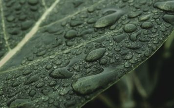 Az esővízgyűjtés – miért érdemes belevágni?